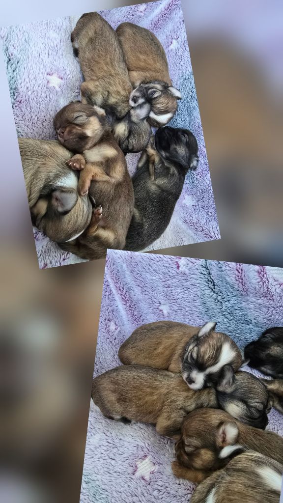 Chiots bientôt disponibles a l'adoption