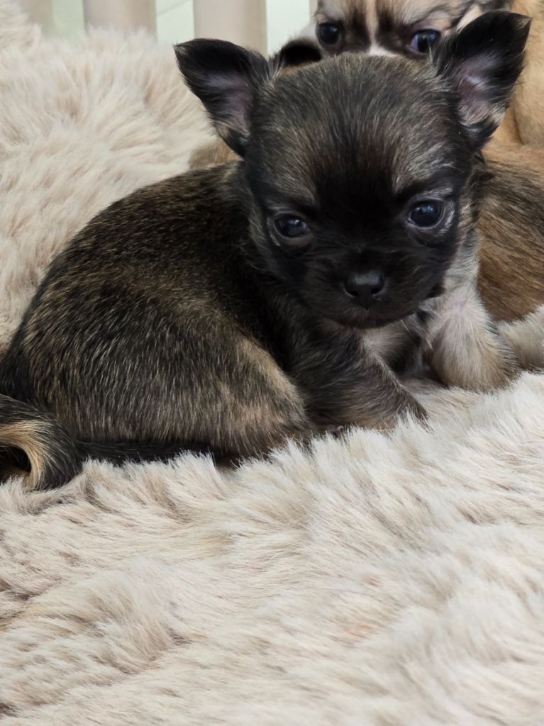 Du Dahlia Rose Imperial - Chiots disponibles - Chihuahua