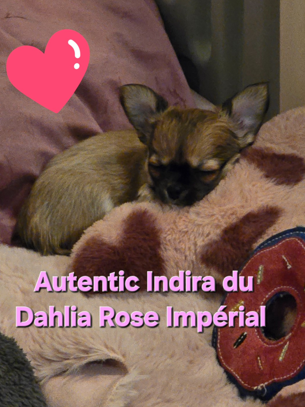 Du Dahlia Rose Imperial - Chiots disponibles - Chihuahua