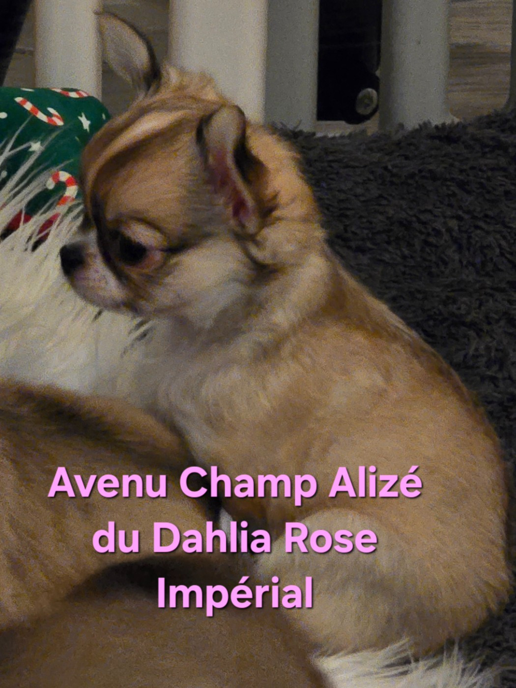 Du Dahlia Rose Imperial - Chiots disponibles - Chihuahua