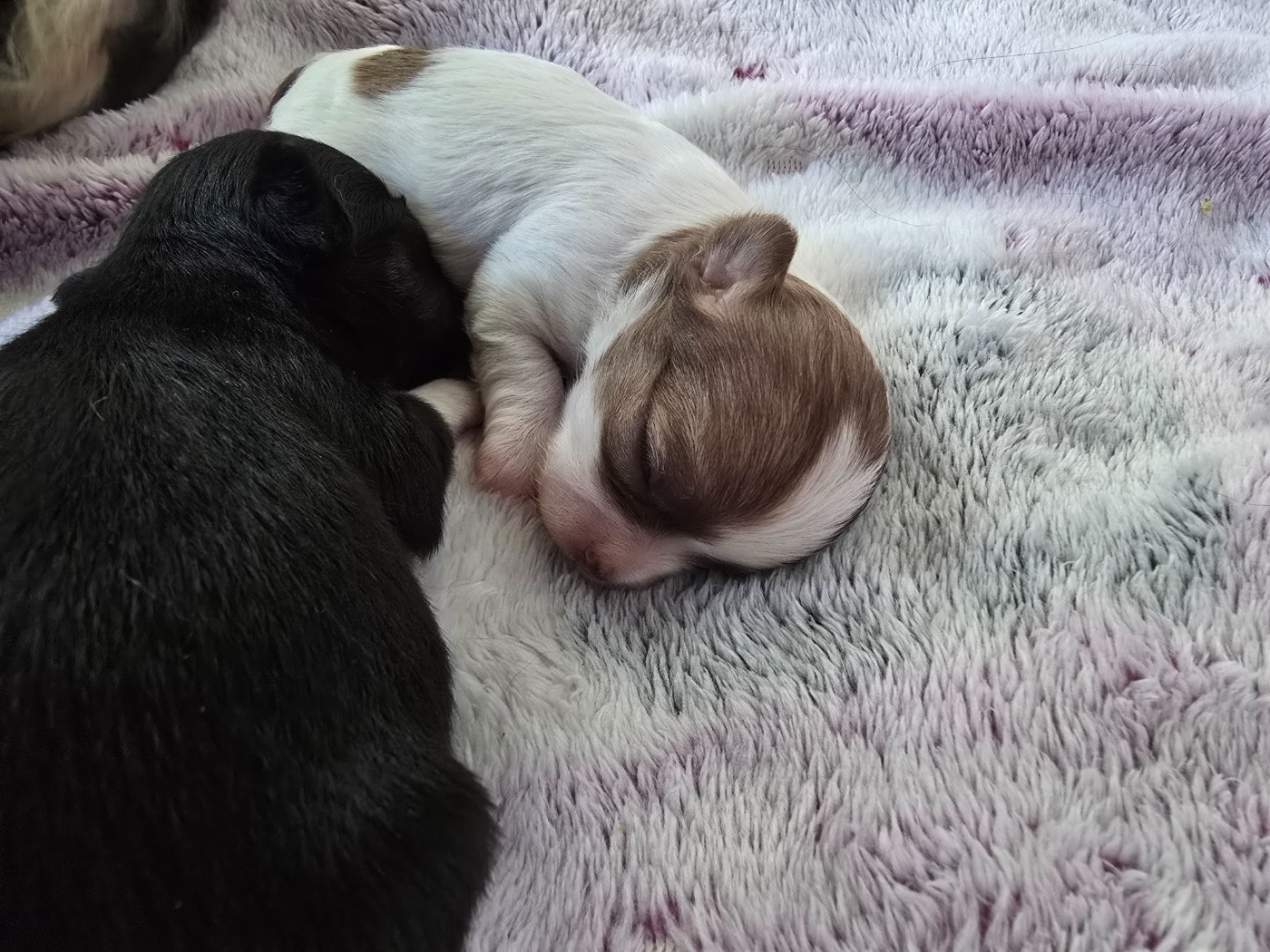 Du Dahlia Rose Imperial - Chiots disponibles - Chihuahua