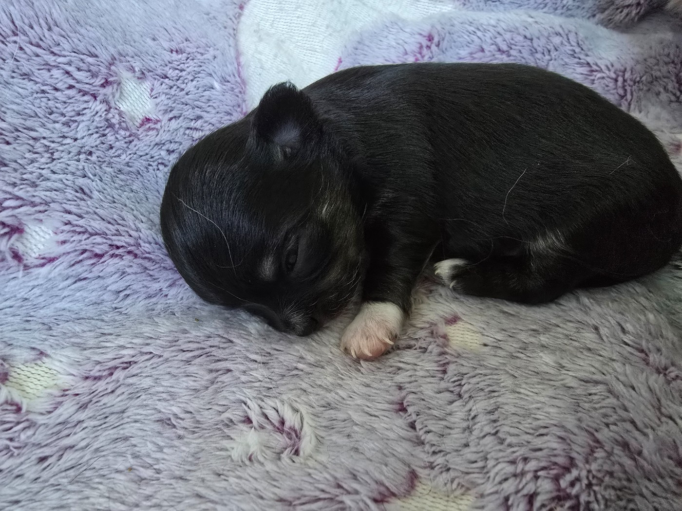 Du Dahlia Rose Imperial - Chiots disponibles - Chihuahua