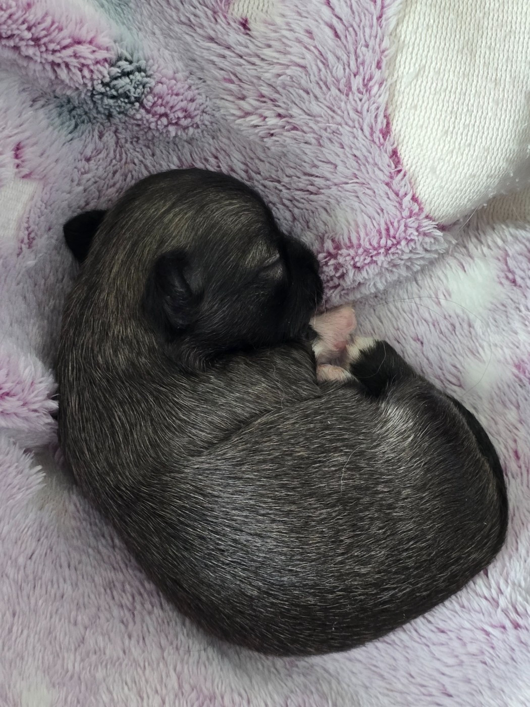 Du Dahlia Rose Imperial - Chiots disponibles - Chihuahua