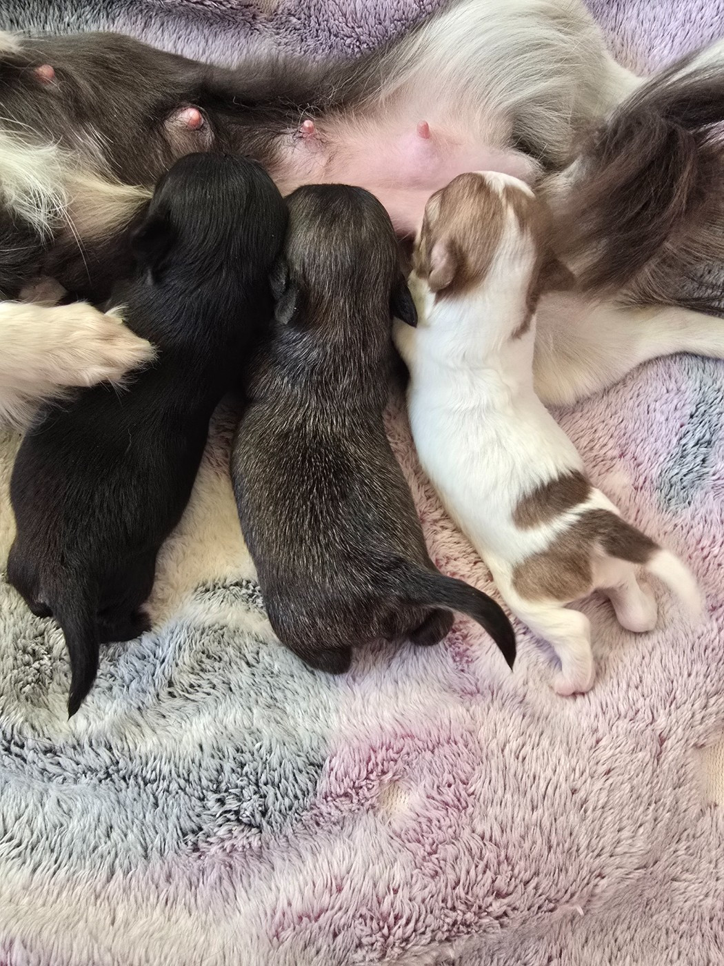 Chiot Chihuahua Du Dahlia Rose Imperial