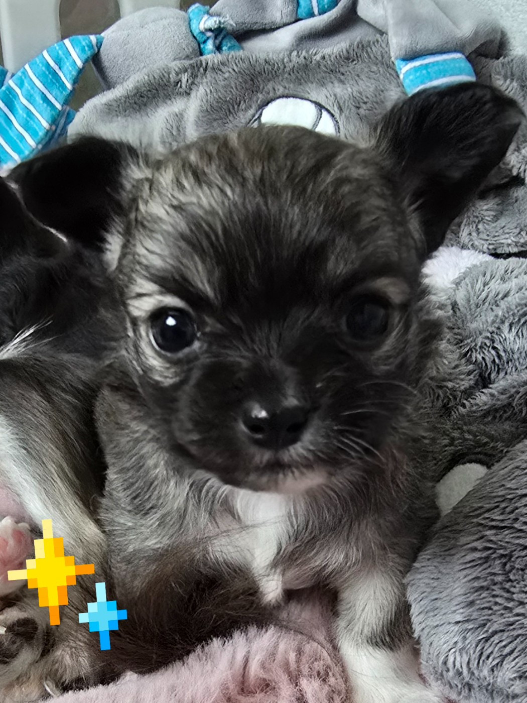 Du Dahlia Rose Imperial - Chiots disponibles - Chihuahua