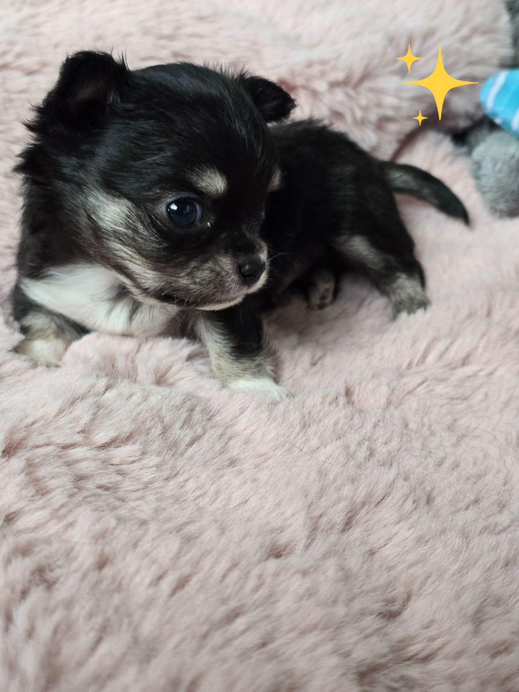 Du Dahlia Rose Imperial - Chiots disponibles - Chihuahua