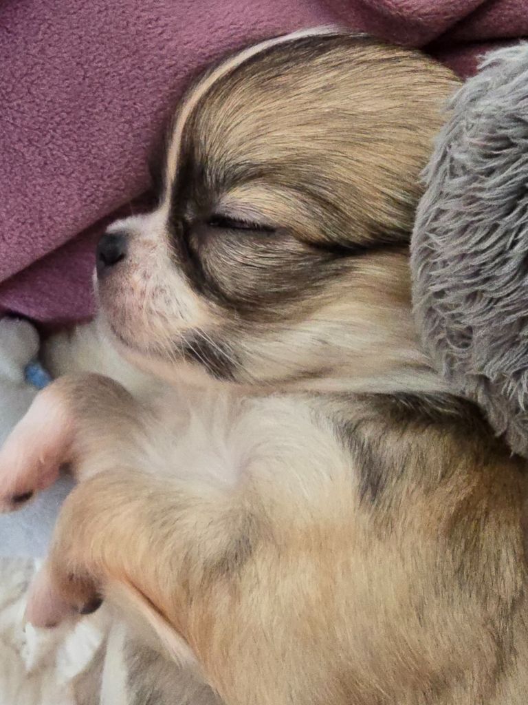 Du Dahlia Rose Imperial - Chiots disponibles - Chihuahua