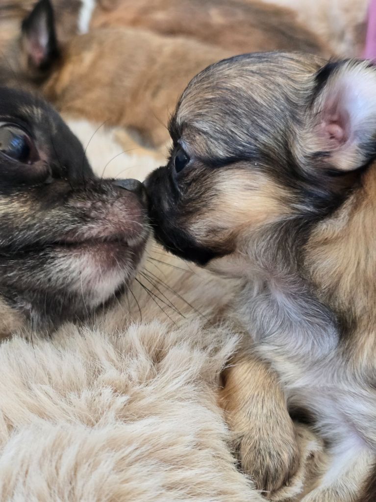 Du Dahlia Rose Imperial - Chiots disponibles - Chihuahua