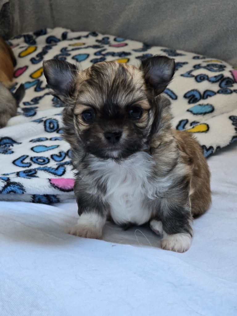 Du Dahlia Rose Imperial - Chiots disponibles - Chihuahua