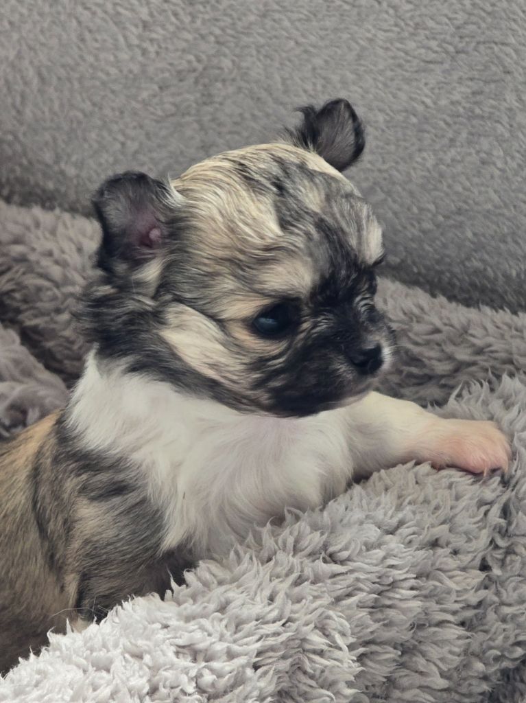 Du Dahlia Rose Imperial - Chiots disponibles - Chihuahua