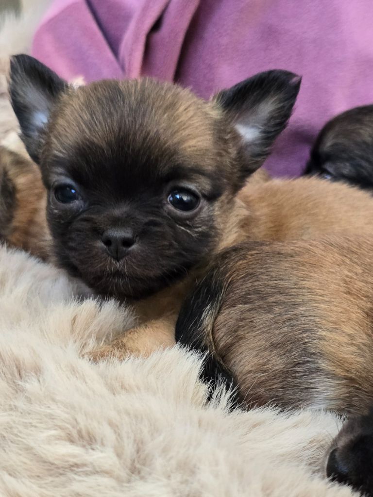 Du Dahlia Rose Imperial - Chiots disponibles - Chihuahua