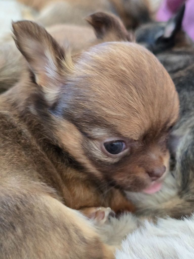 Du Dahlia Rose Imperial - Chiots disponibles - Chihuahua